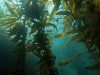 Водорості та морська біотехнологія: нові горизонти для догляду за шкірою