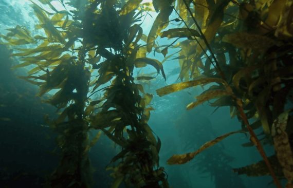 Водорості та морська біотехнологія: нові горизонти для догляду за красою та молодістю